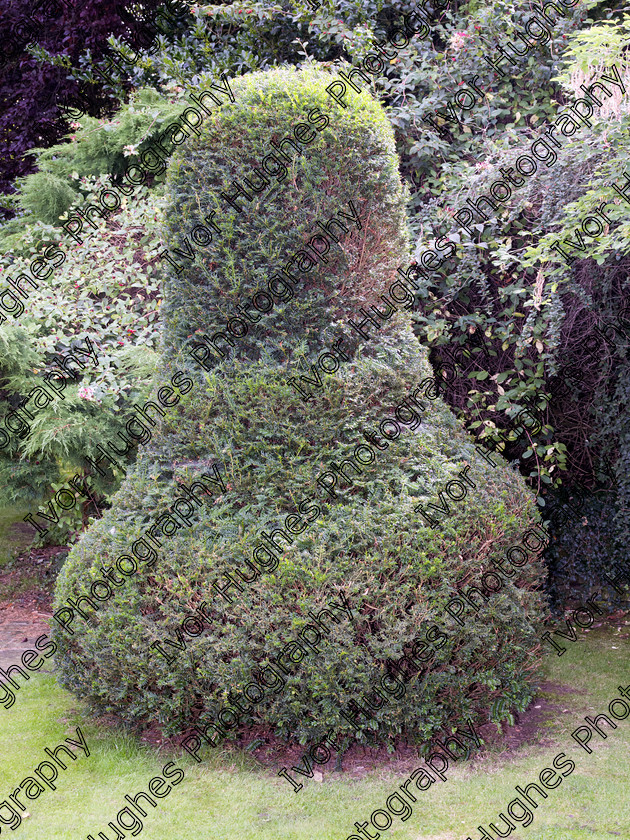 IMGP2174 
 Keywords: Goddards House York Yorkshire National Trust Stately Home Gardens Terry's medium format digital hi-res high resolution 645 topiary bottle gourd tree