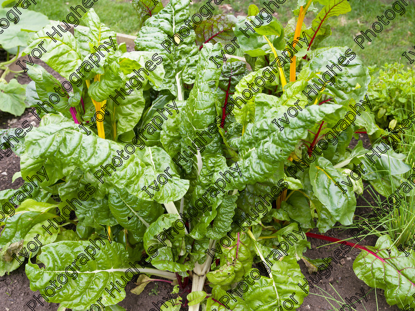 IMGP2196 
 Keywords: Goddards House York Yorkshire National Trust Stately Home Gardens Terry's medium format digital hi-res high resolution 645 vegetable garden