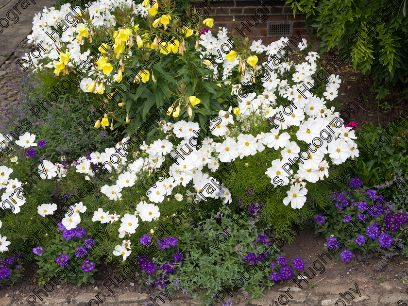 IMGP2162 
 Keywords: Goddards House York Yorkshire National Trust Stately Home Gardens Terry's medium format digital hi-res high resolution 645 flower garden