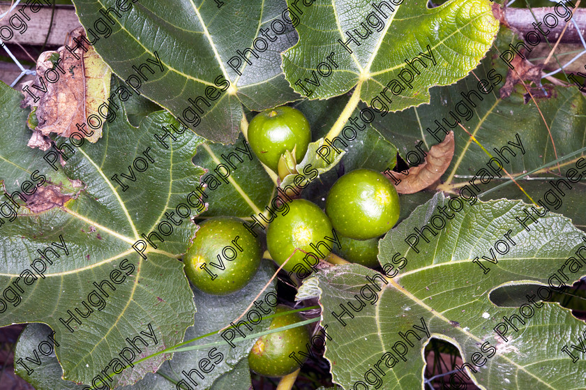 D3N 8347 
 Keywords: Goddards House York Yorkshire National Trust Stately Home Gardens Terry's fig tree