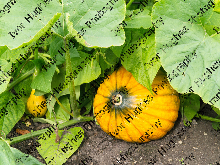 IMGP2062 
 Keywords: Goddards House York Yorkshire National Trust Stately Home Gardens Terry's medium format digital hi-res high resolution 645 vegetable garden pumpkin squash