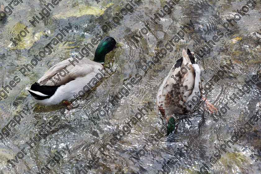 D3S 8925 
 Keywords: Collioure village fishing port Roussillon France 66 June 2014 sea ducks swimming salt water