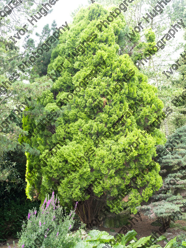 IMGP2186 
 Keywords: Goddards House York Yorkshire National Trust Stately Home Gardens Terry's medium format digital hi-res high resolution 645 trees