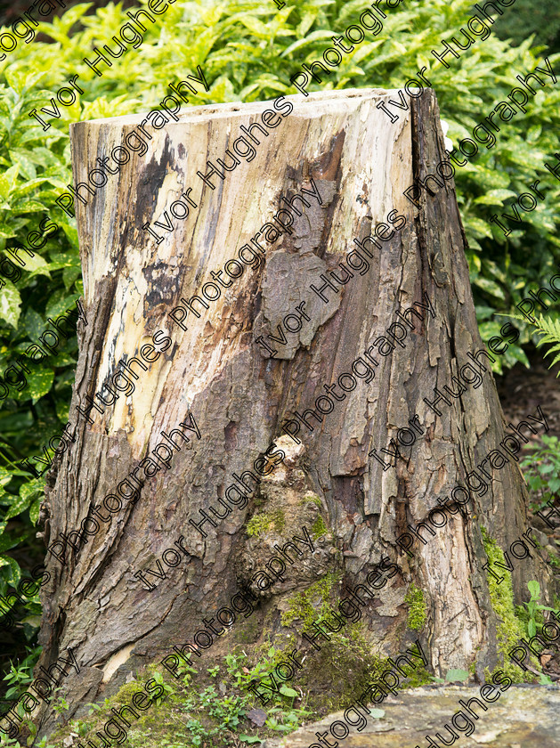 IMGP2068 
 Keywords: Goddards House York Yorkshire National Trust Stately Home Gardens Terry's medium format digital hi-res high resolution 645 garden tree stump