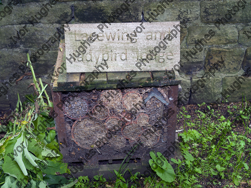 LNTA005 
 Keywords: Leeds NTA National Trust association LNTA at East Riddlesden Hall Keighley Bradford Yorkshire dye garden cheque presentation 23 June 2015 lacewing ladybird MF medium format hi-res