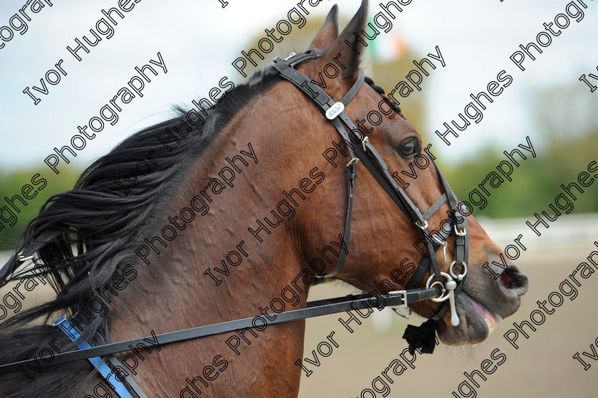 YHR015 
 Keywords: York Harness Racecourse Raceway horse racing trap trotting