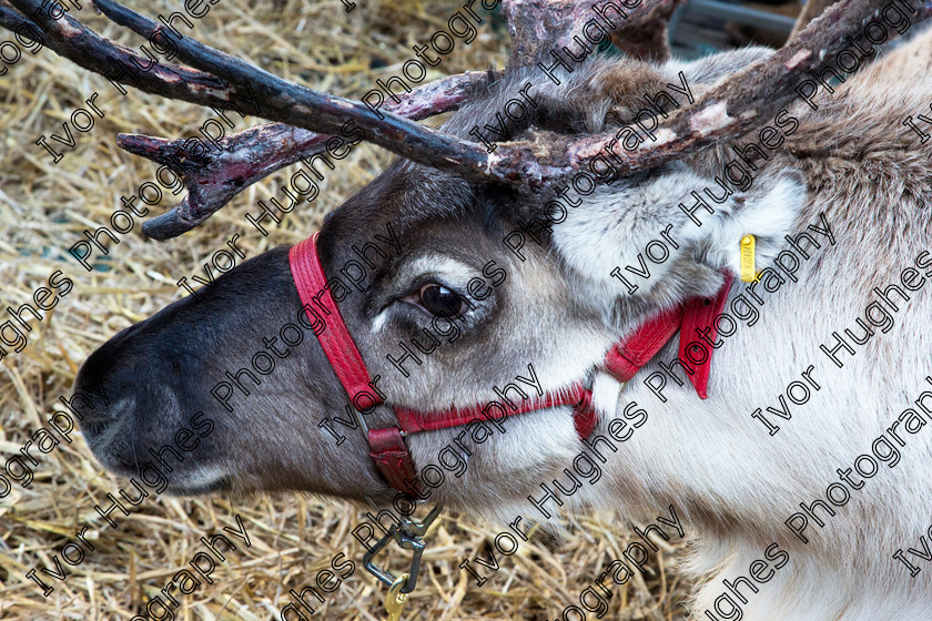 BV0A0038 
 Keywords: 2014 12 07 December Otley Yorkshire Victorian Fair deer reindeer antlers