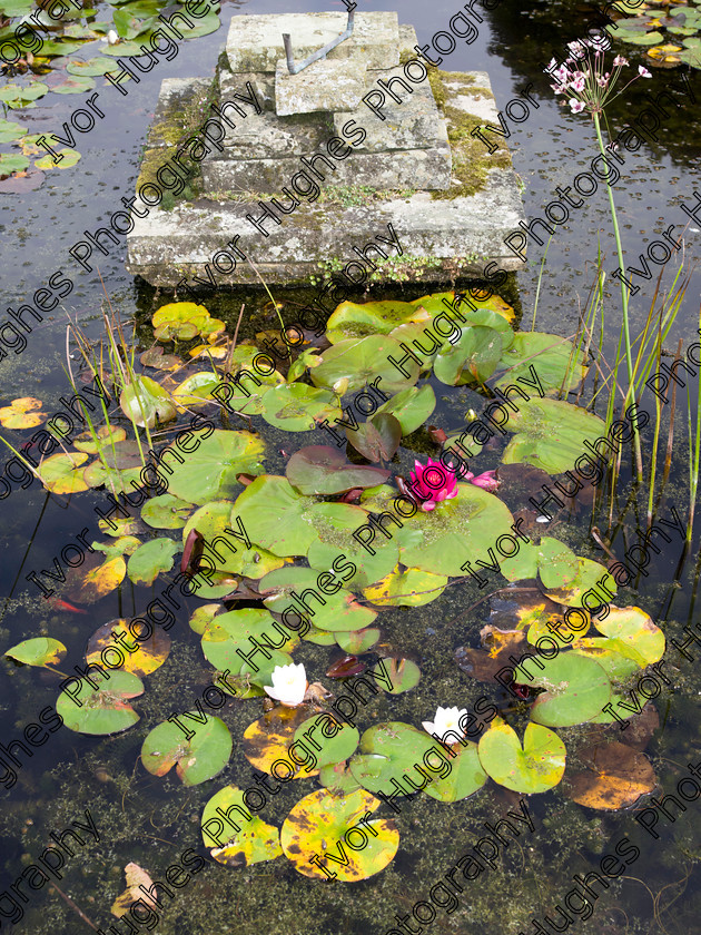 IMGP2171 
 Keywords: Goddards House York Yorkshire National Trust Stately Home Gardens Terry's medium format digital hi-res high resolution 645 water liliies goldfish pond