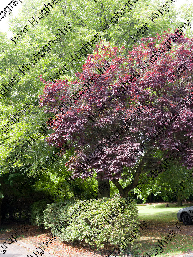 IMGP2199 
 Keywords: Goddards House York Yorkshire National Trust Stately Home Gardens Terry's medium format digital hi-res high resolution 645 copper beech tree