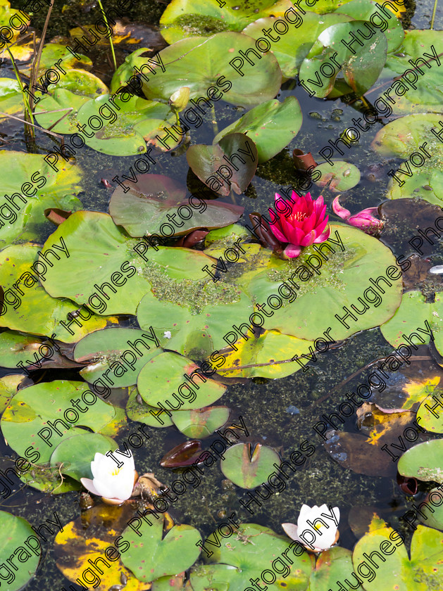 IMGP2048 
 Keywords: Goddards House York Yorkshire National Trust Stately Home Gardens Terry's medium format digital hi-res high resolution 645 pond water lilies