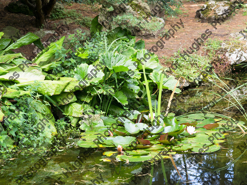 IMGP2051 
 Keywords: Goddards House York Yorkshire National Trust Stately Home Gardens Terry's medium format digital hi-res high resolution 645 pond